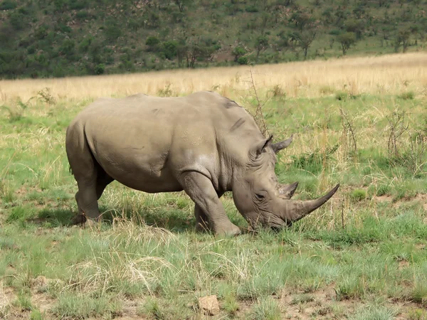 stock image Rhinoceros