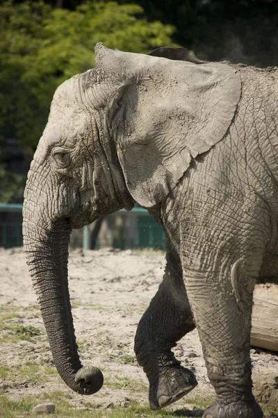 African elephant bull — Stock Photo © AnkevanWyk #6200897