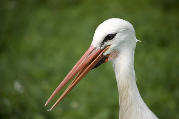 stock image White Stork