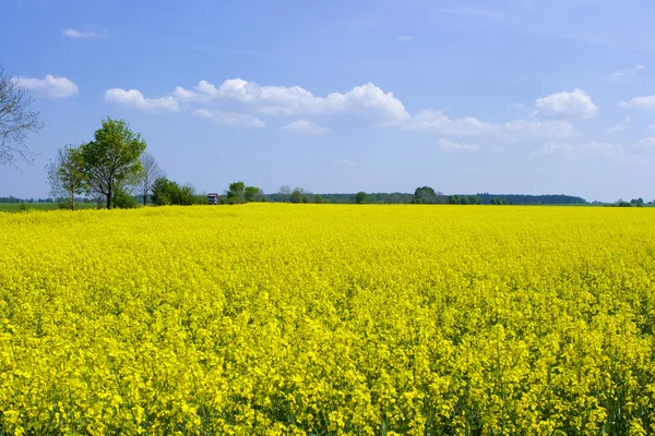 Stock image Rape Field