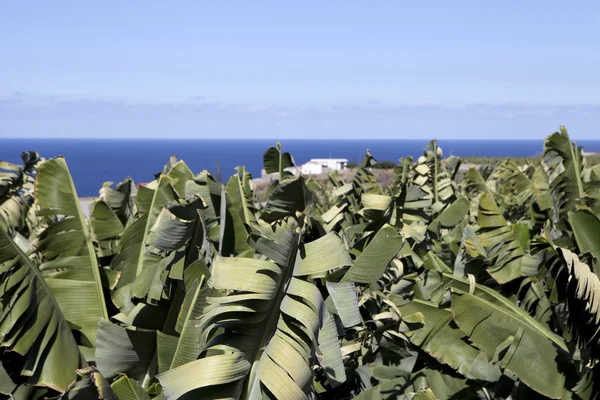 Vista da plantação de banana — Fotografia de Stock