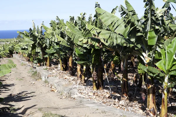 Stock image View From The Banana Plantage