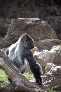 gümüş sırtlı goril