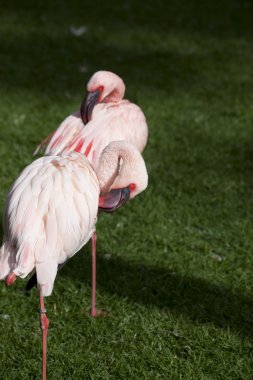 güzel flamingo