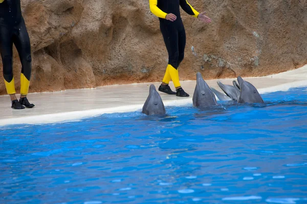 stock image Dolphin Show