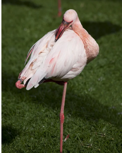 Bellissimo fenicottero — Foto Stock