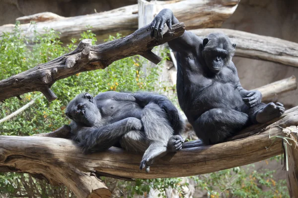 stock image Two chimpanzees