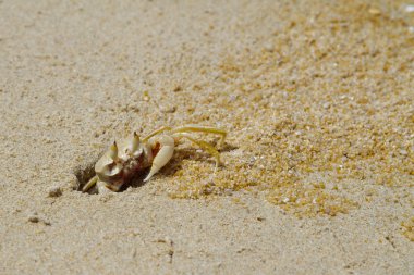 Sand crab clipart