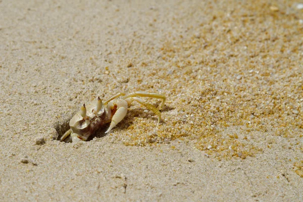 stock image Sand crab