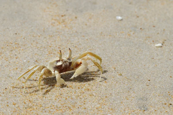 stock image Sand crab