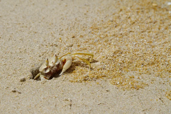 Sand crab Stock Picture
