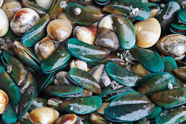 신선한 mussles 로열티 프리 스톡 사진
