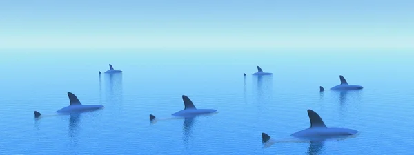Tubarões pela luz da manhã — Fotografia de Stock