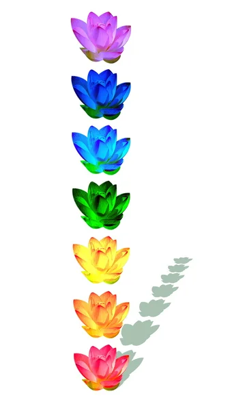 Chakra colors of lily flowers — Stock Photo, Image