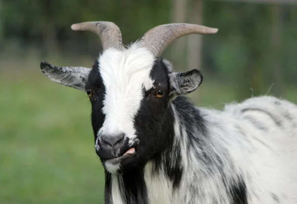 Portret van een geit — Stockfoto