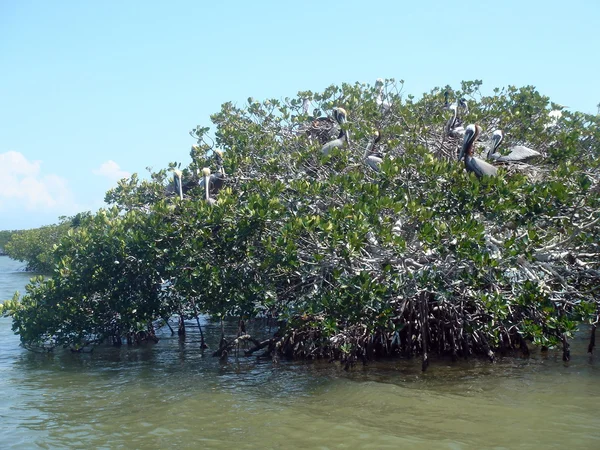Pelicanos no manguezal — Fotografia de Stock