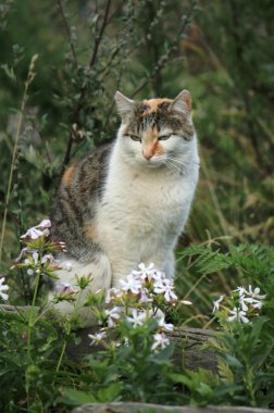 vahşi kedi ve çiçekler