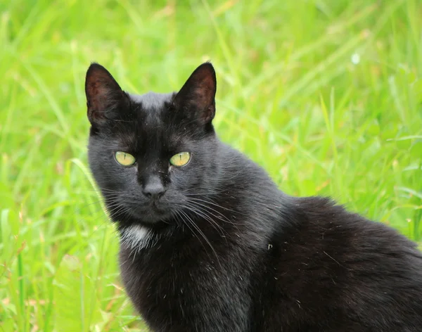 Black cat in nature — Stock Photo, Image