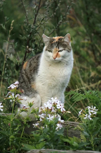 Wilde kat en bloemen — Stockfoto