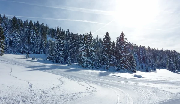 Kış köknar ağaçlarıyla — Stok fotoğraf