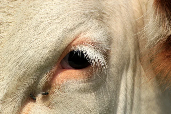 소의 눈 — 스톡 사진