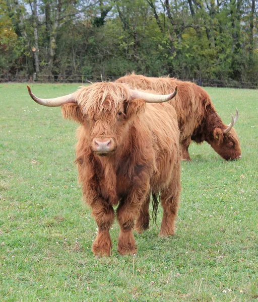 Skotský krávy — Stock fotografie
