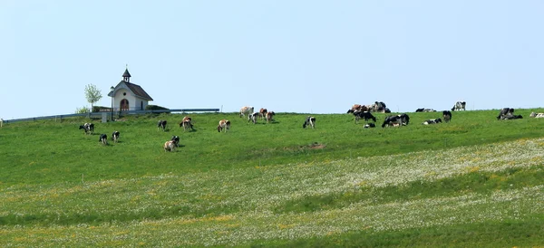Αγελάδες σε ένα λόφο — Φωτογραφία Αρχείου
