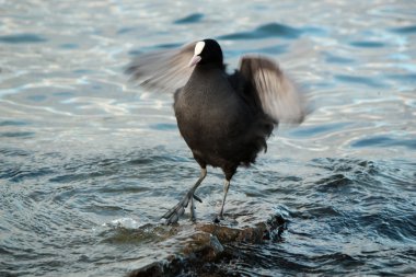 coot ördek kanatlarını sallayarak