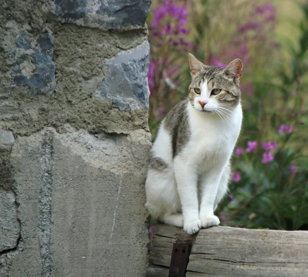 Тихая кошка — стоковое фото