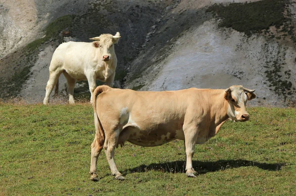 Dwie krowy — Zdjęcie stockowe