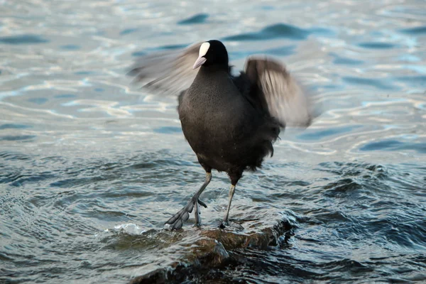 Racine canard secouant les ailes — Photo