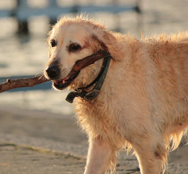 Labrador retriever holding a piece of log — Stock Photo, Image