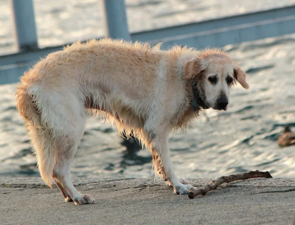 Labrador retriever olhando para um pedaço de log — Fotografia de Stock