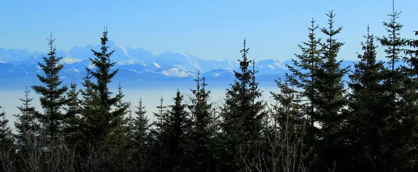 在杉木树后面的阿尔卑斯山 — 图库照片