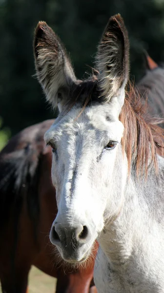 Portrait of a donkey — Stock Photo, Image