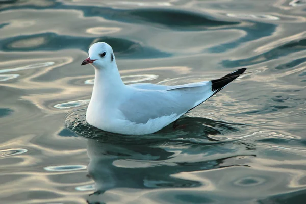 Seagull on water — Stock Photo, Image