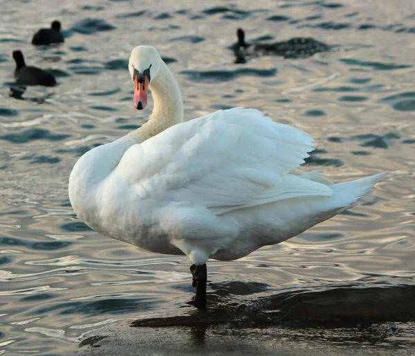 Swan standing in water — Stock Photo, Image