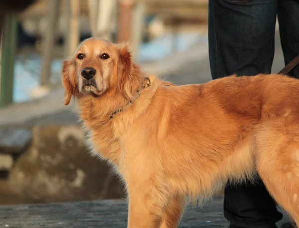 Golden labrador cão recauchutagem — Fotografia de Stock