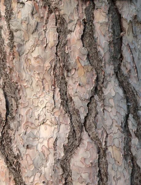 Textura de corteza de pino negro — Foto de Stock