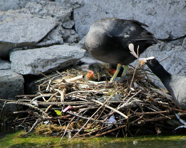 Coot samica kaczka karmiąc swoje kaczątka — Zdjęcie stockowe