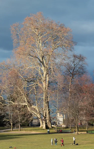 stock image Tree in a park