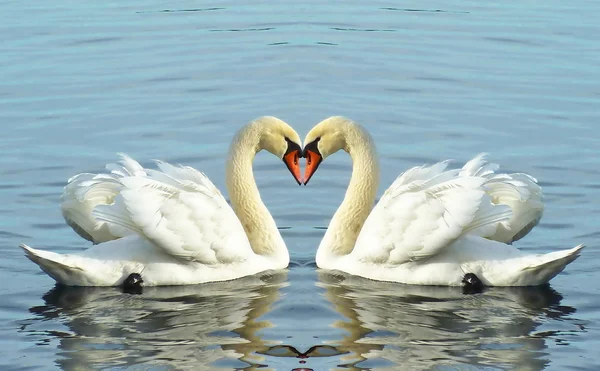 Cisnes amorosos — Foto de Stock