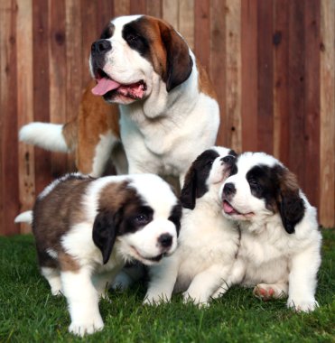 Adorable Saint Bernard Pups clipart