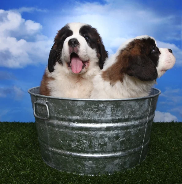 Adorabile San Bernardo Pups — Foto Stock