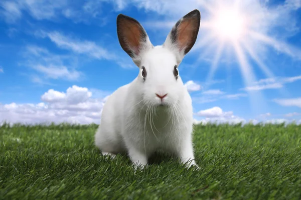 Baharda sakin güneşli alan çayır üzerinde tavşan — Stok fotoğraf