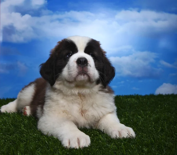 Adorabil Saint Bernard Pups — Fotografie, imagine de stoc