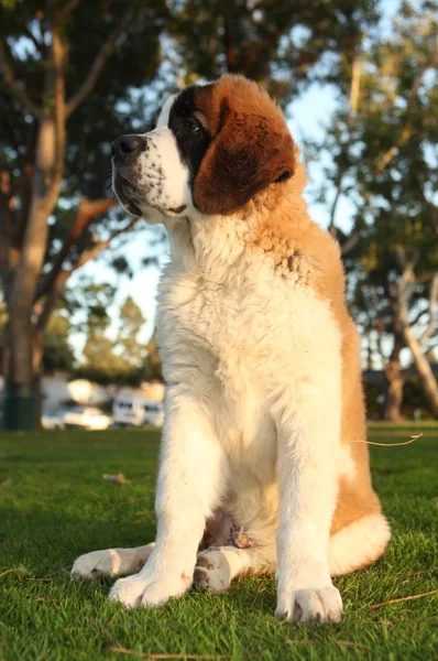 Roztomilý bernardýn čistokrevné štěně — Stock fotografie