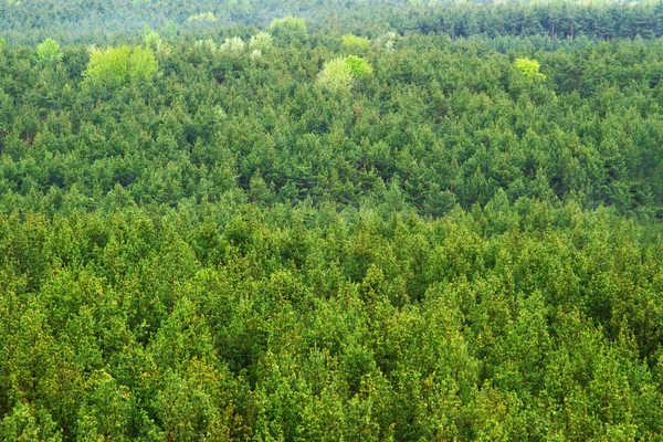 Aerial view of a green mountain forest — Stock Photo, Image