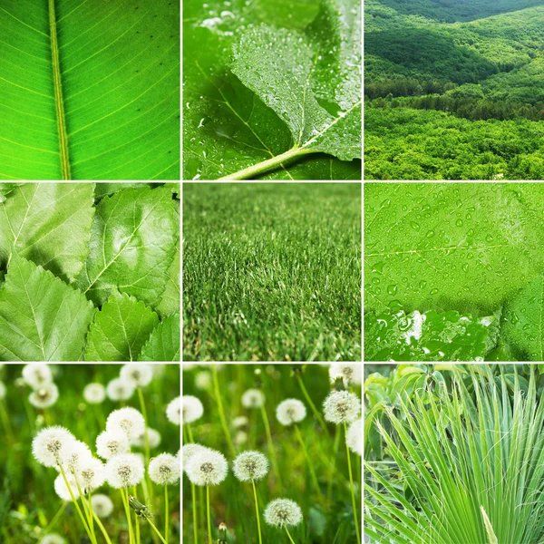 Abstracte collage van natuur foto 's — Stockfoto