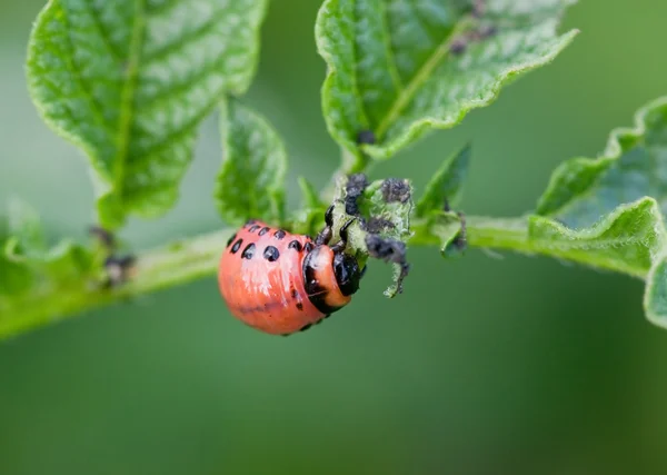 Larva di scarabeo del Colorado — Foto Stock